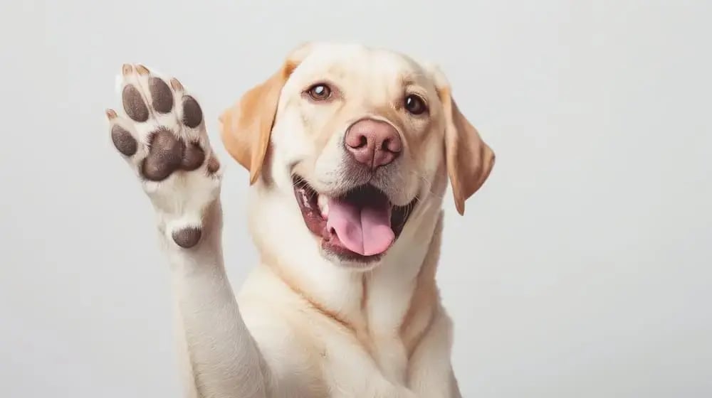 Día del Perro: Celebrando la Lealtad y el Amor Incondicional