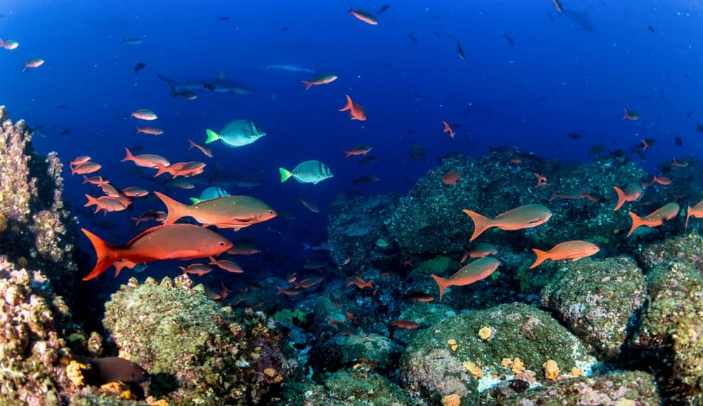 Cardumen de peces rojos nadando juntos en sincronía en el océano azul profundo, representando la rica biodiversidad de los ecosistemas marinos.