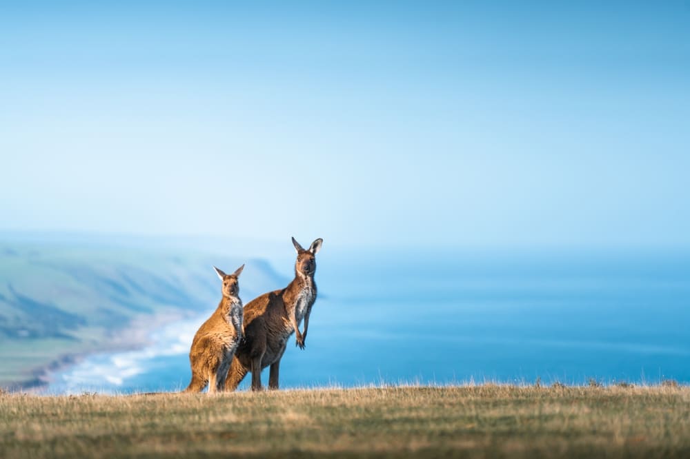 Un canguro en libertad en los paisajes naturales de Deep Creek, representando la fauna de Australia que puedes conocer en tu viaje.